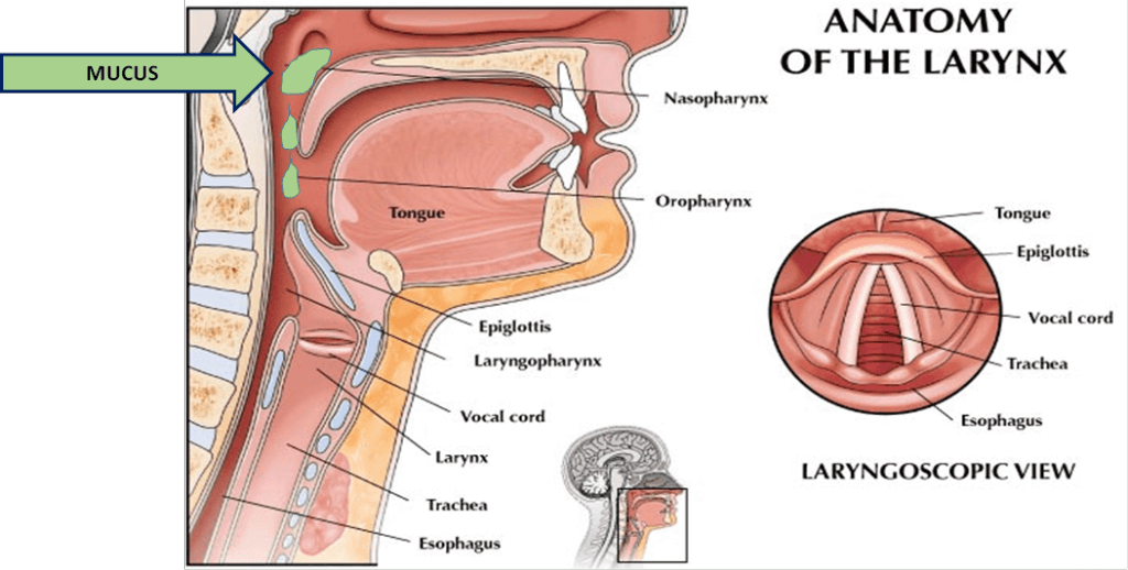 Laryngitis   webmd