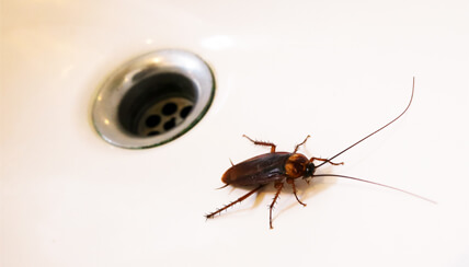 cockroach allergy cockroach allergy