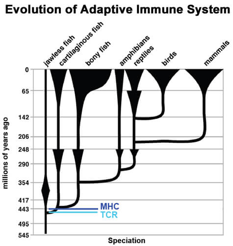 evolution of adaptive immune system