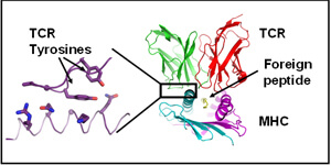 TCR (in red and green) reacting with a foreign peptide (in yellow) bound to MHC (in cyan and lavender)