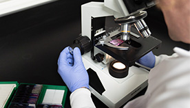 Scientist at microscope working on a study