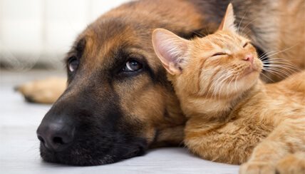 Cat and dog resting