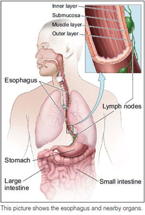 Diagraph of esophagus